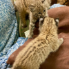 Bobcat kittens For Sale