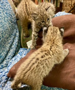 Bobcat kittens For Sale