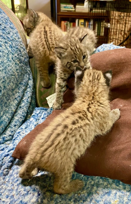 Bobcat kittens For Sale