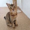 chausie cat for sale