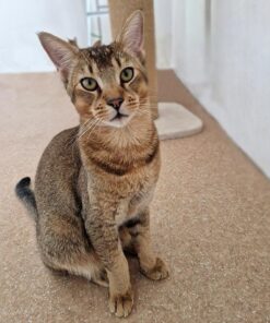 chausie cat for sale