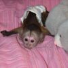 Capuchin Monkey For Sale