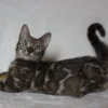 bengal kittens for sale