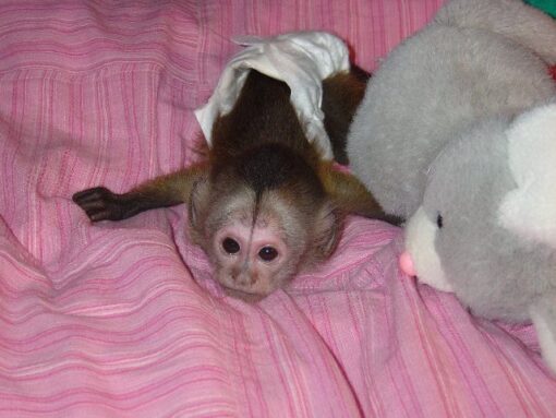 Capuchin Monkey For Sale