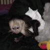 Capuchin Monkey For Sale