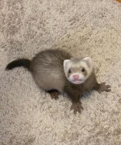 ferrets for sale