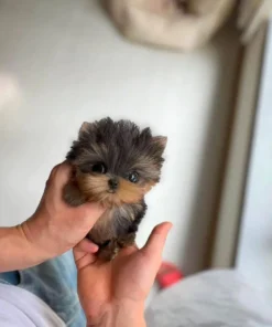 teacup yorkie