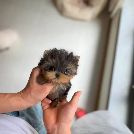 teacup yorkie