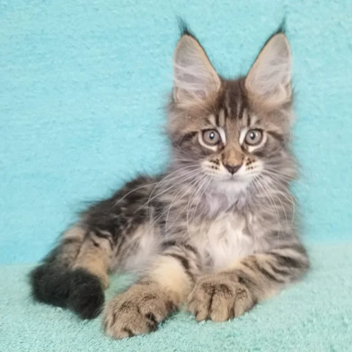 Maine Coon kitten