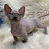 sphynx kitten for sale