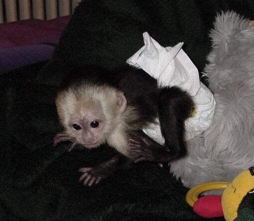 Capuchin Monkey For Sale