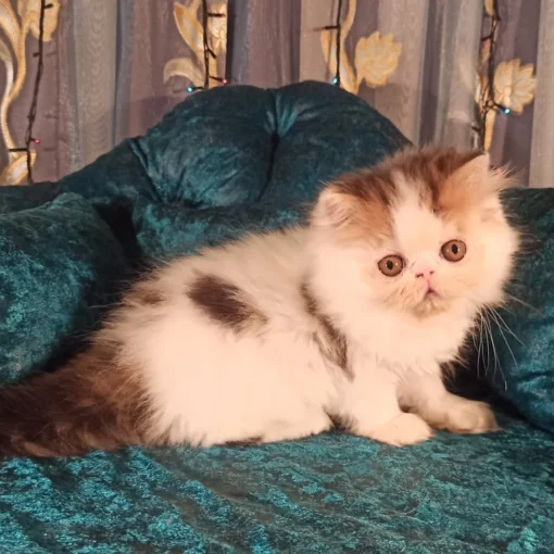 persian kitten for sale