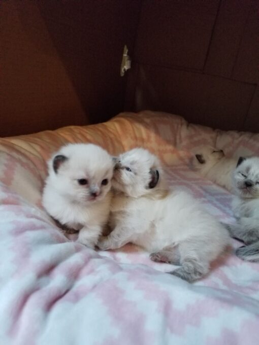 Scottish Fold Kittens For Sale