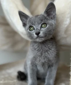 russian blue kitten for sale