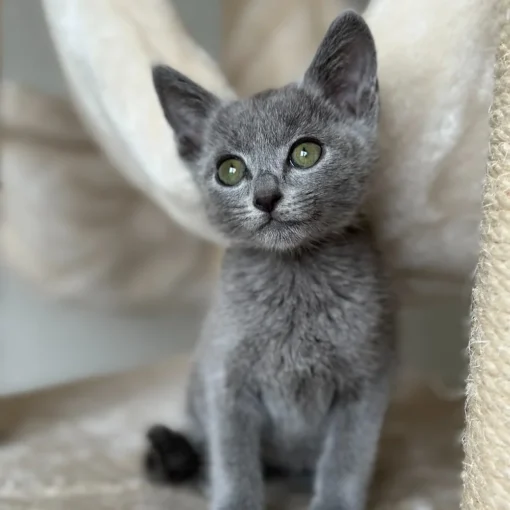 russian blue kitten for sale