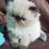 Himalayan cat for sale