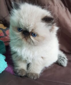 Himalayan cat for sale