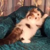 persian kitten for sale