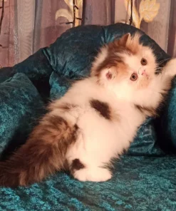 persian kitten for sale