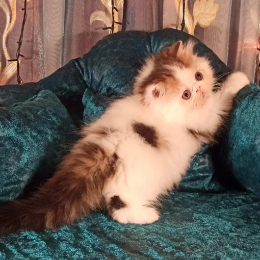 persian kitten for sale