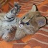 Serval Kittens for sale