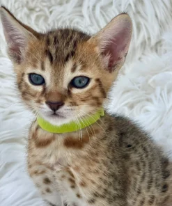 F1 Savannah Cat for Sale