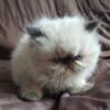 Himalayan cat for sale