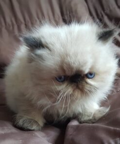 Himalayan cat for sale