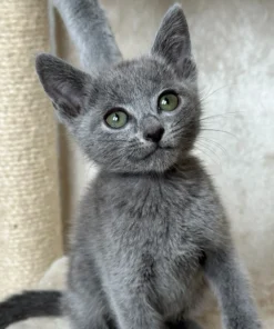 russian blue kitten for sale