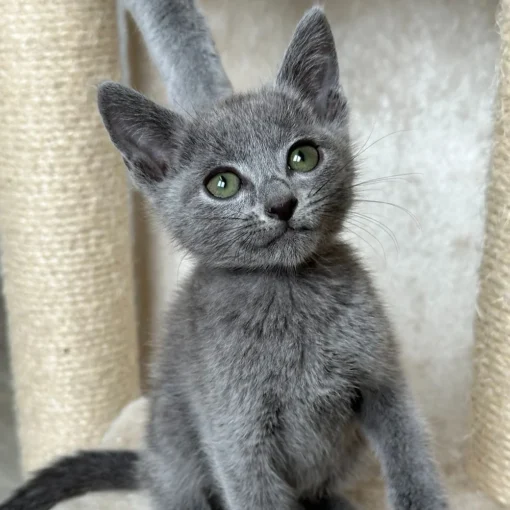 russian blue kitten for sale