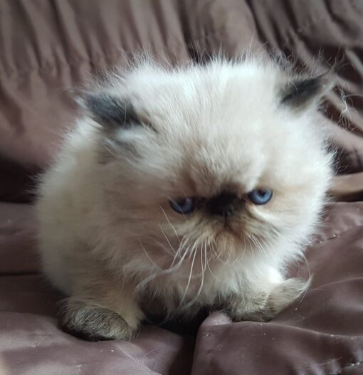 Himalayan cat for sale