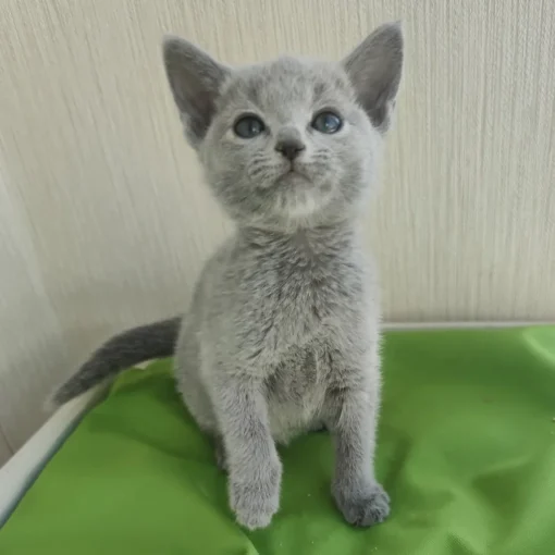 russian blue kitten for sale