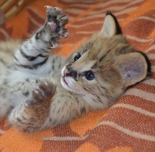 Serval Kittens for sale