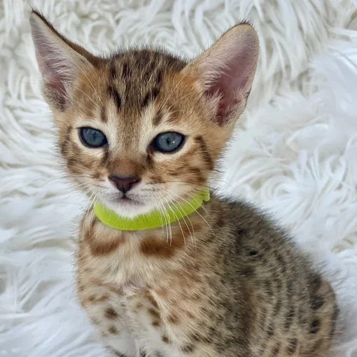 F1 Savannah Cat for Sale