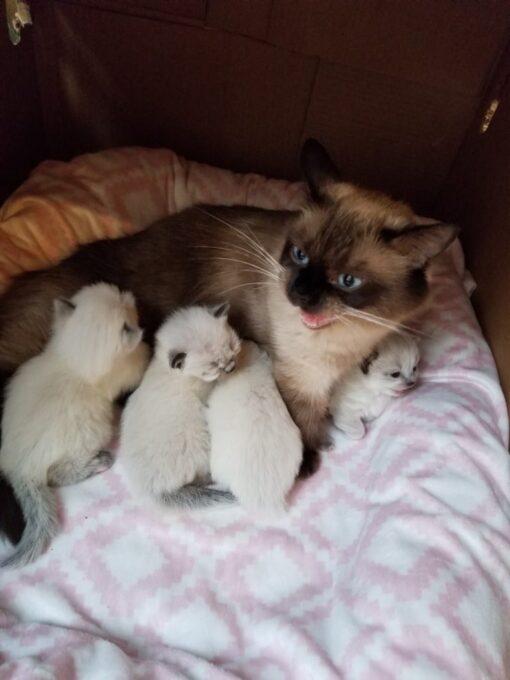 Scottish Fold Kittens For Sale