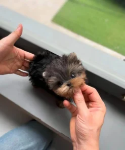 teacup yorkie