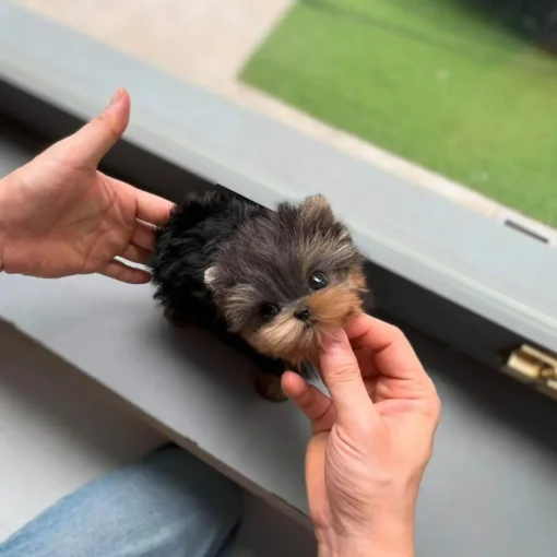 teacup yorkie