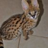 Serval Kittens for sale