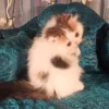 persian kitten for sale