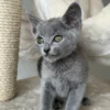 russian blue kitten for sale