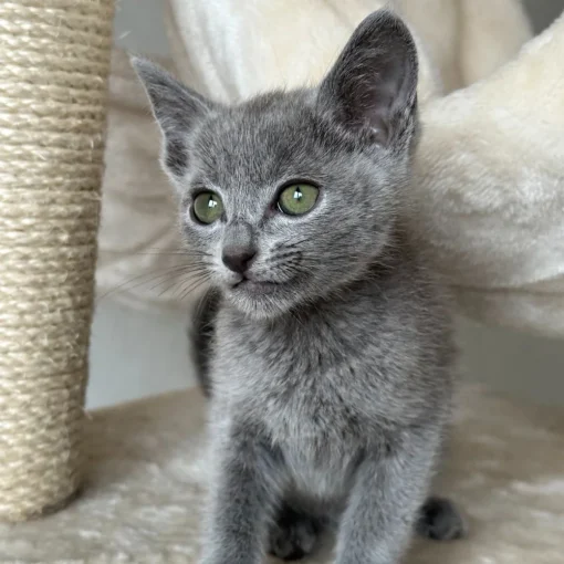 russian blue kitten for sale