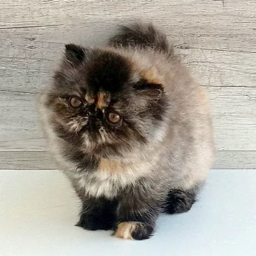 persian kitten for sale