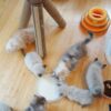 Scottish Fold Kittens For Sale