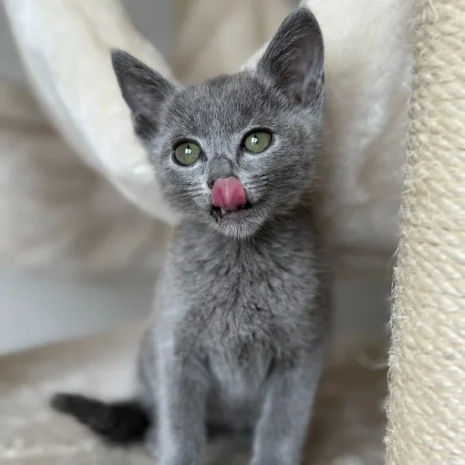 russian blue kitten for sale