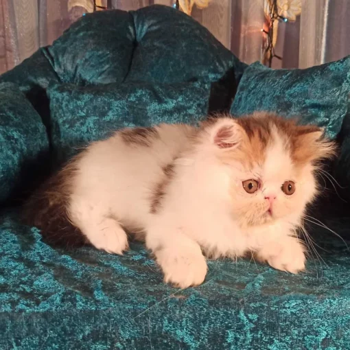 persian kitten for sale