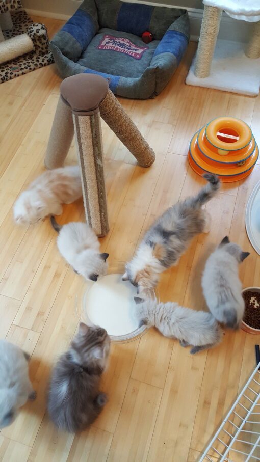 Scottish Fold Kittens For Sale