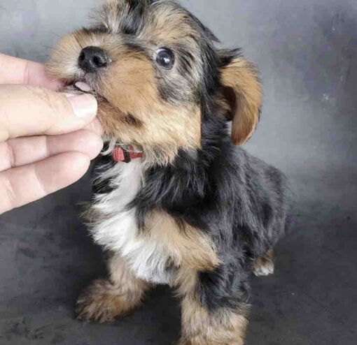 teacup yorkie