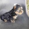 teacup yorkie