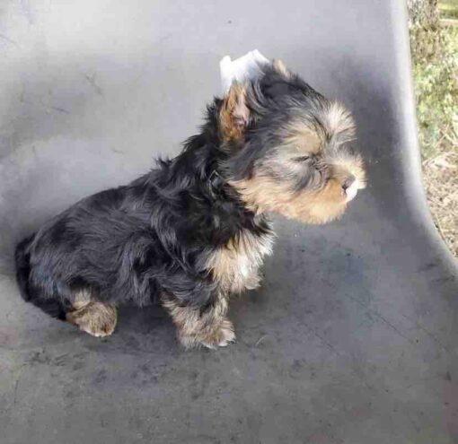 teacup yorkie