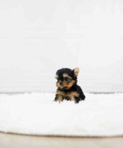 teacup yorkie